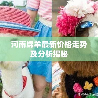 河南绵羊最新价格走势及分析揭秘