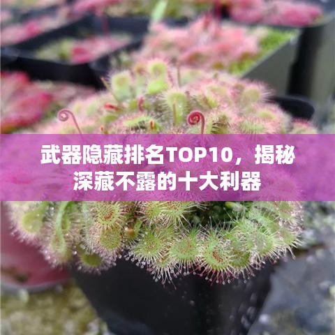 武器隐藏排名TOP10，揭秘深藏不露的十大利器