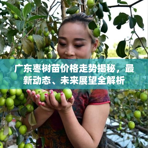 广东枣树苗价格走势揭秘，最新动态、未来展望全解析