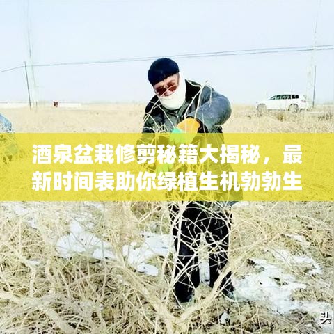 酒泉盆栽修剪秘籍大揭秘,最新时间表助你绿植生机勃勃生长!
