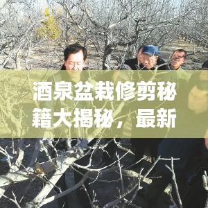 酒泉盆栽修剪秘籍大揭秘,最新时间表助你绿植生机勃勃生长!