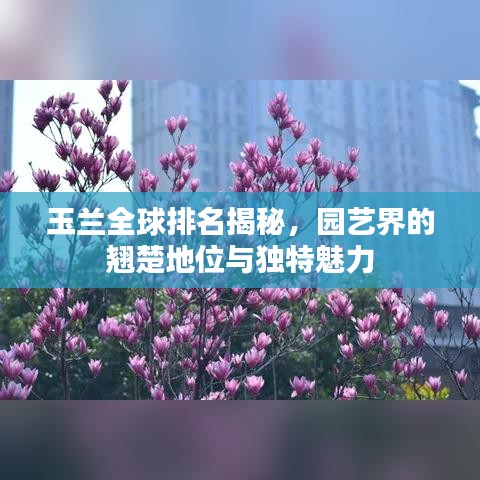 玉兰全球排名揭秘，园艺界的翘楚地位与独特魅力