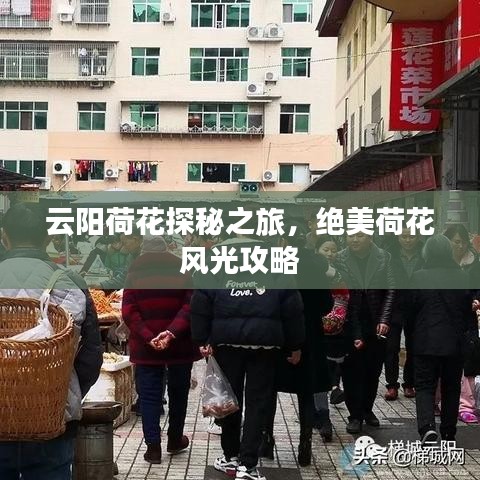 云阳荷花探秘之旅，绝美荷花风光攻略
