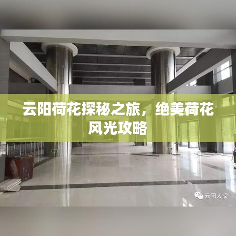 云阳荷花探秘之旅,绝美荷花风光攻略