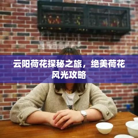 云阳荷花探秘之旅,绝美荷花风光攻略