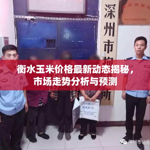 衡水玉米价格最新动态揭秘，市场走势分析与预测