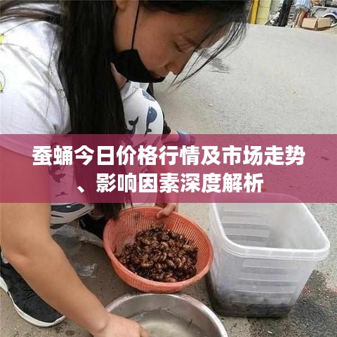 蚕蛹今日价格行情及市场走势、影响因素深度解析