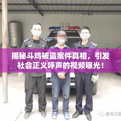 揭秘斗鸡被盗案件真相，引发社会正义呼声的视频曝光！