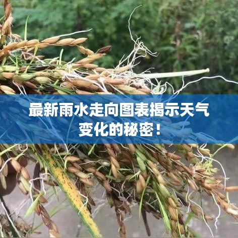 最新雨水走向图表揭示天气变化的秘密！