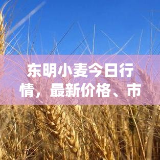 东明小麦今日行情，最新价格、市场走势及影响因素深度解析