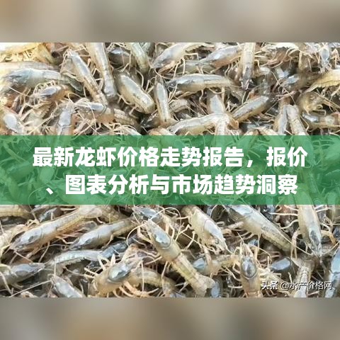 最新龙虾价格走势报告，报价、图表分析与市场趋势洞察