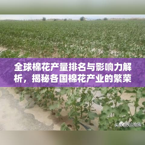 全球棉花产量排名与影响力解析，揭秘各国棉花产业的繁荣与未来