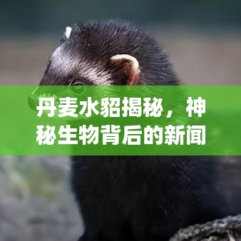 丹麦水貂揭秘，神秘生物背后的新闻头条故事