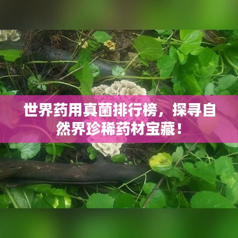 世界药用真菌排行榜，探寻自然界珍稀药材宝藏！