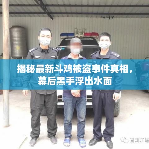 揭秘最新斗鸡被盗事件真相，幕后黑手浮出水面