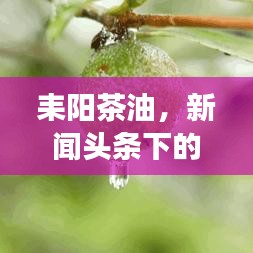 耒阳茶油，新闻头条下的绿色明珠