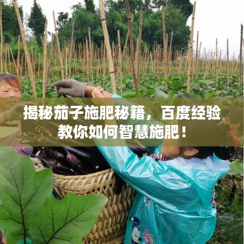 揭秘茄子施肥秘籍，百度经验教你如何智慧施肥！