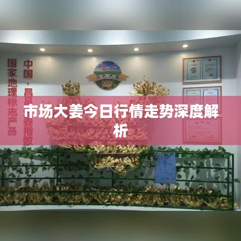 市场大姜今日行情走势深度解析