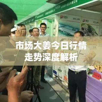 市场大姜今日行情走势深度解析