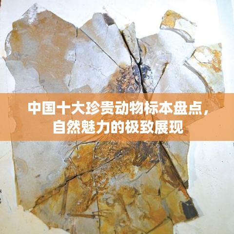 中国十大珍贵动物标本盘点，自然魅力的极致展现