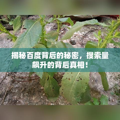 揭秘百度背后的秘密，搜索量飙升的背后真相！