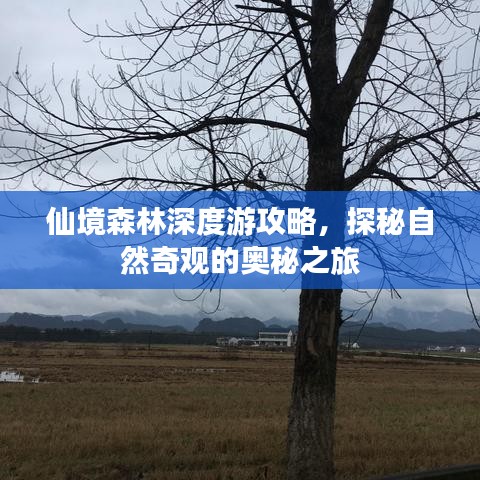 仙境森林深度游攻略，探秘自然奇观的奥秘之旅