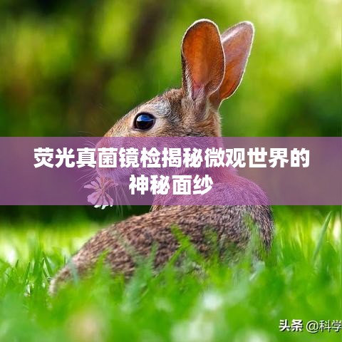 荧光真菌镜检揭秘微观世界的神秘面纱