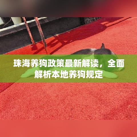 珠海养狗政策最新解读，全面解析本地养狗规定