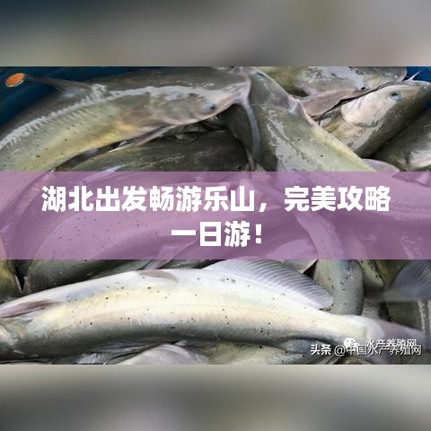 湖北出发畅游乐山，完美攻略一日游！