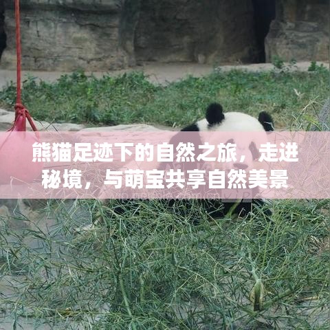 熊猫足迹下的自然之旅，走进秘境，与萌宝共享自然美景