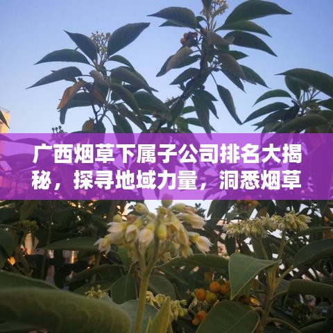 广西烟草下属子公司排名大揭秘，探寻地域力量，洞悉烟草行业实力！