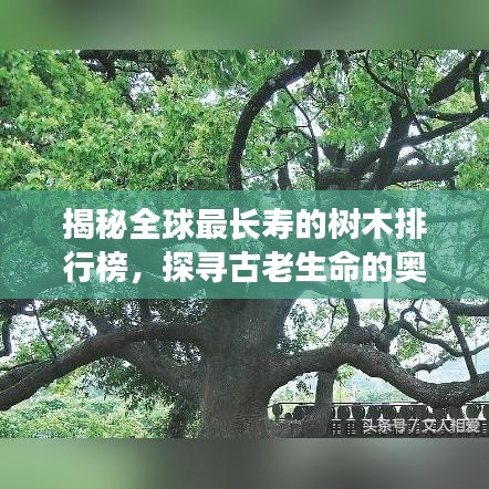 揭秘全球最长寿的树木排行榜，探寻古老生命的奥秘传奇！