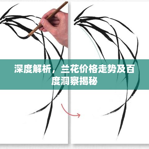 深度解析，兰花价格走势及百度洞察揭秘