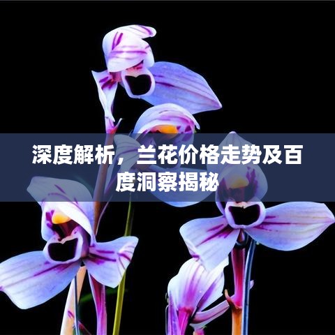 深度解析,兰花价格走势及百度洞察揭秘