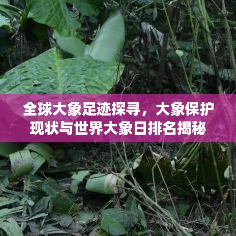 全球大象足迹探寻，大象保护现状与世界大象日排名揭秘