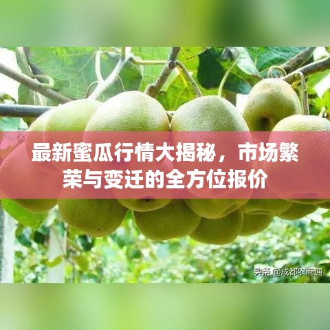 最新蜜瓜行情大揭秘，市场繁荣与变迁的全方位报价