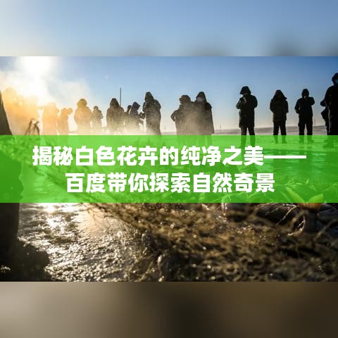 揭秘白色花卉的纯净之美——百度带你探索自然奇景