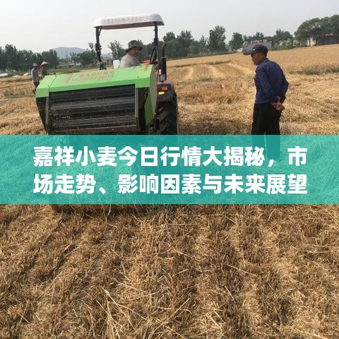 嘉祥小麦今日行情大揭秘，市场走势、影响因素与未来展望分析