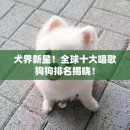 犬界新星！全球十大唱歌狗狗排名揭晓！
