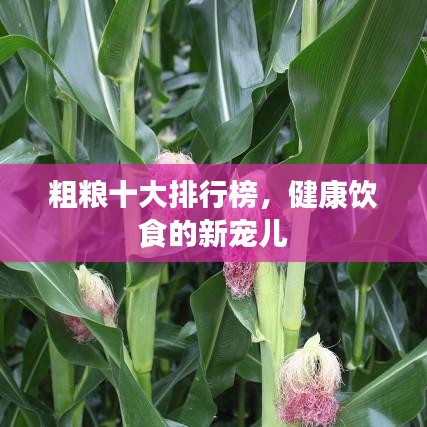 粗粮十大排行榜，健康饮食的新宠儿