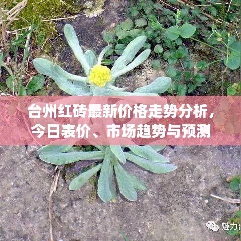 台州红砖最新价格走势分析，今日表价、市场趋势与预测