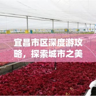 宜昌市区深度游攻略，探索城市之美
