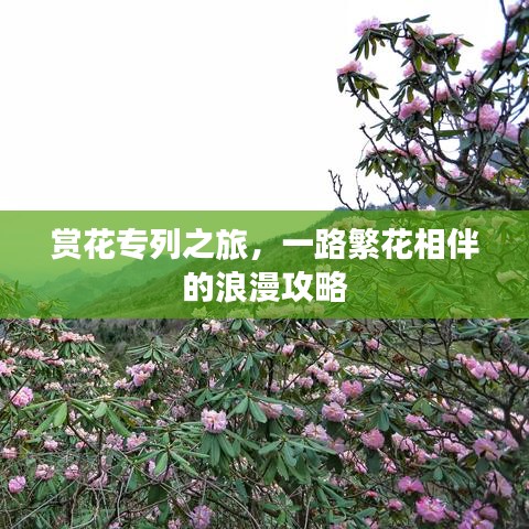 赏花专列之旅，一路繁花相伴的浪漫攻略