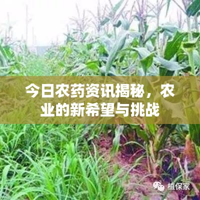 今日农药资讯揭秘，农业的新希望与挑战