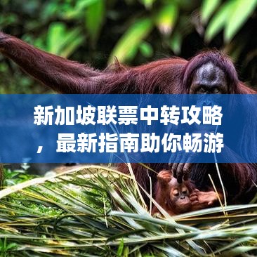 新加坡联票中转攻略，最新指南助你畅游无阻！