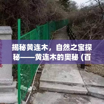 揭秘黄连木，自然之宝探秘——黄连木的奥秘 (百度收录)