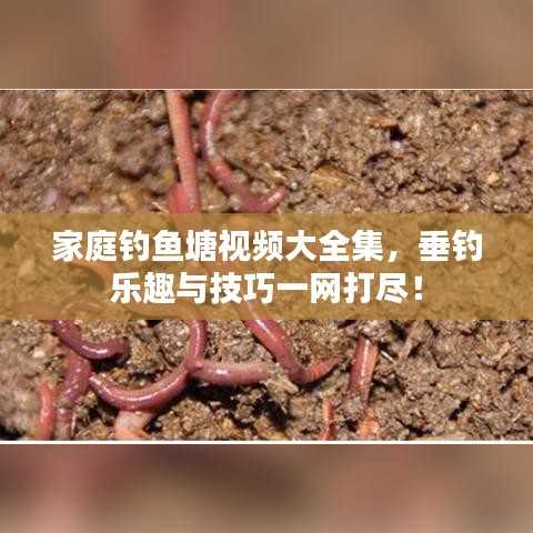家庭钓鱼塘视频大全集，垂钓乐趣与技巧一网打尽！