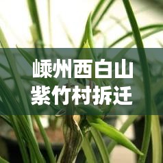 嵊州西白山紫竹村拆迁新动态，乡村变迁与展望