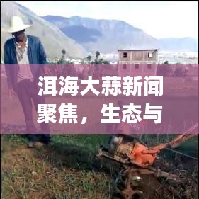 洱海大蒜新闻聚焦，生态与农业发展的交汇热点