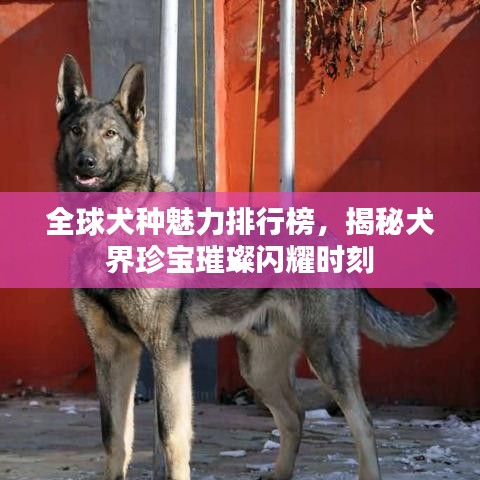 全球犬种魅力排行榜，揭秘犬界珍宝璀璨闪耀时刻